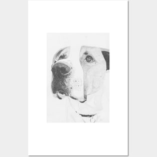 American Bulldog Crossbreed Posters and Art